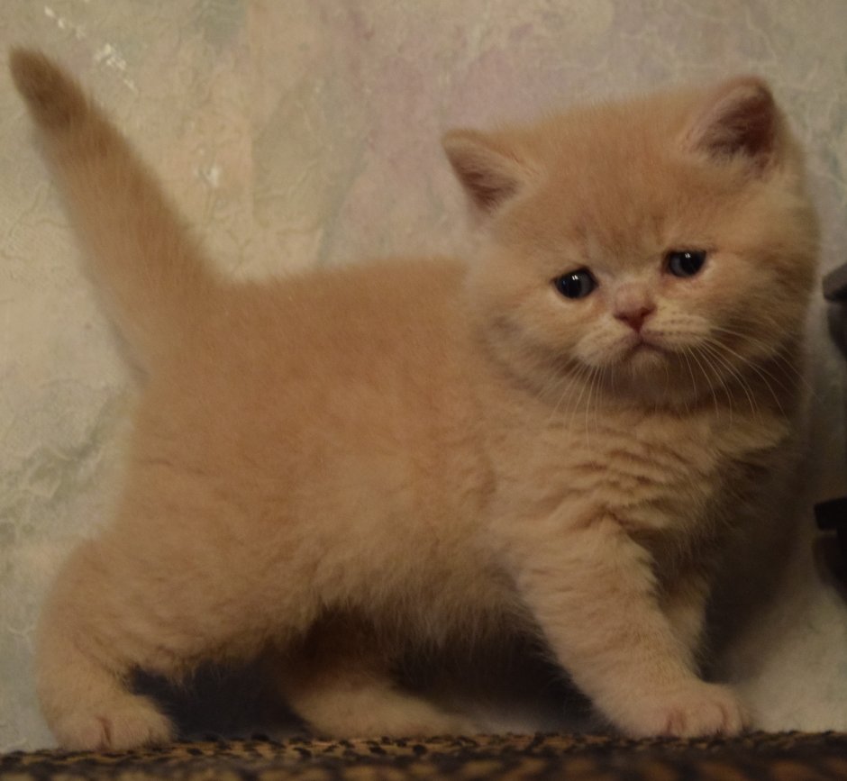 Кот Золотая шиншилла белый
