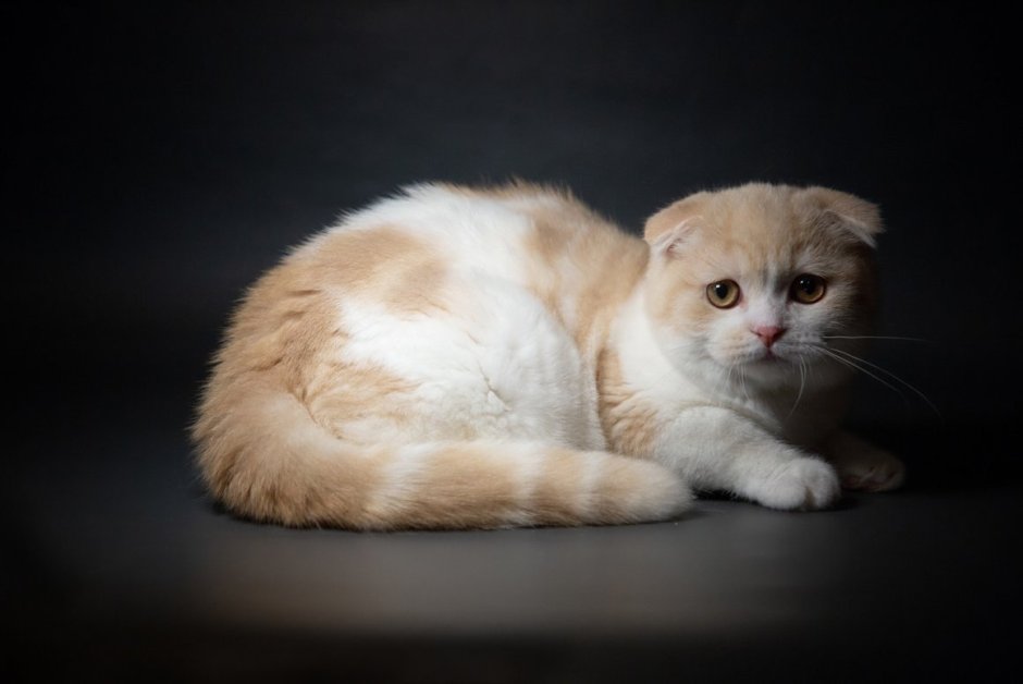Британский вислоухий кот