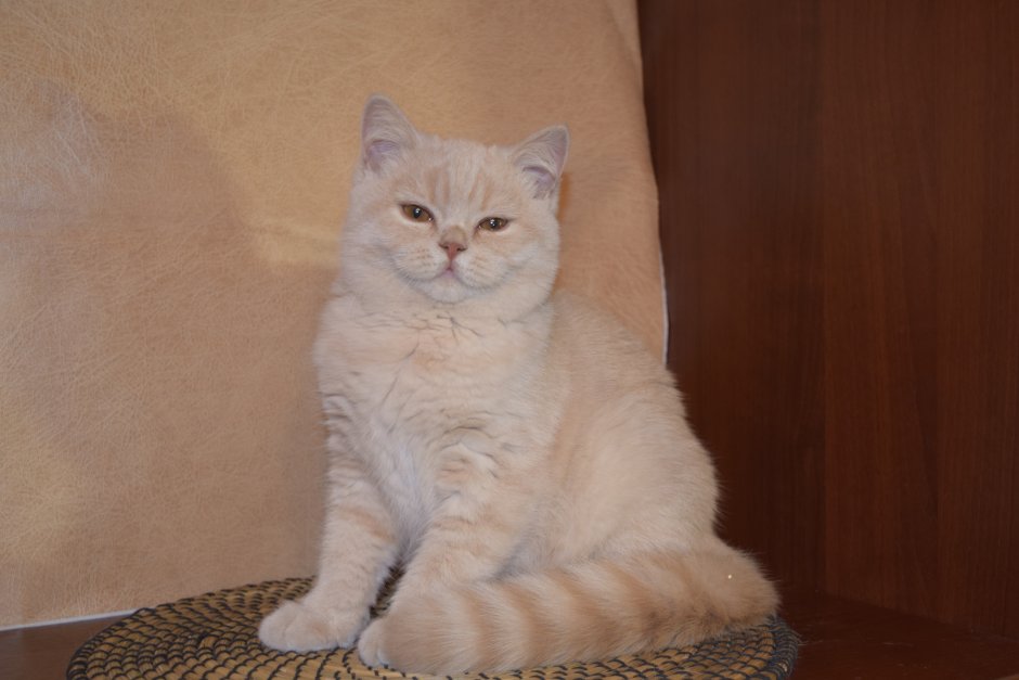 Британский короткошерстный кот персиковый