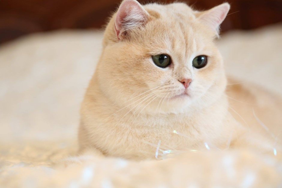 Британский короткошерстный кот рыжий