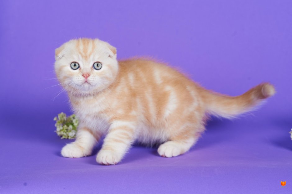 Шотландский скоттиш страйт персиковый