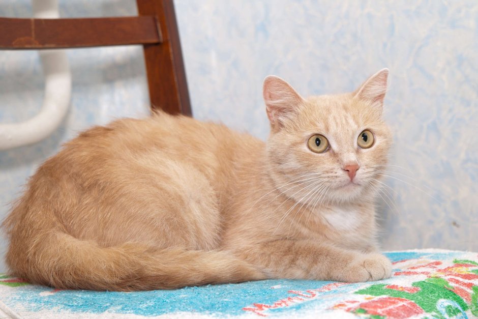 Скоттиш фолд крупный план