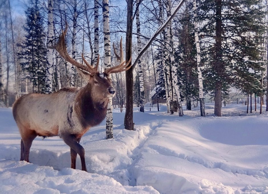 Финский фотограф Осси Сааринен