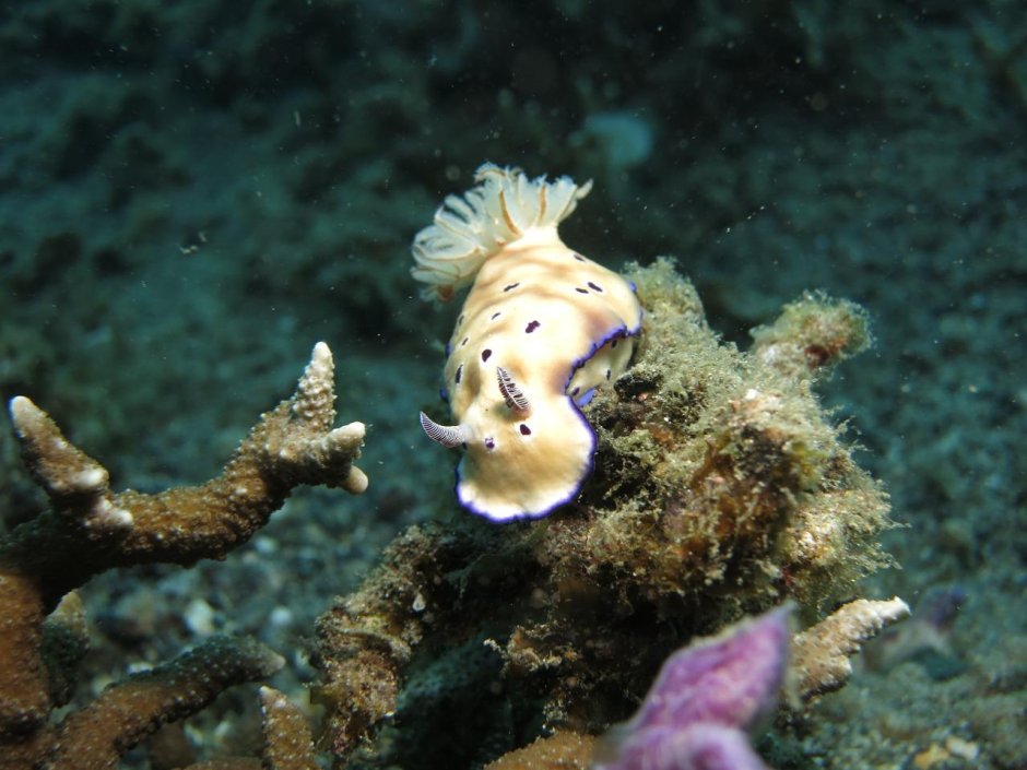 Подводный мир Балтийского моря