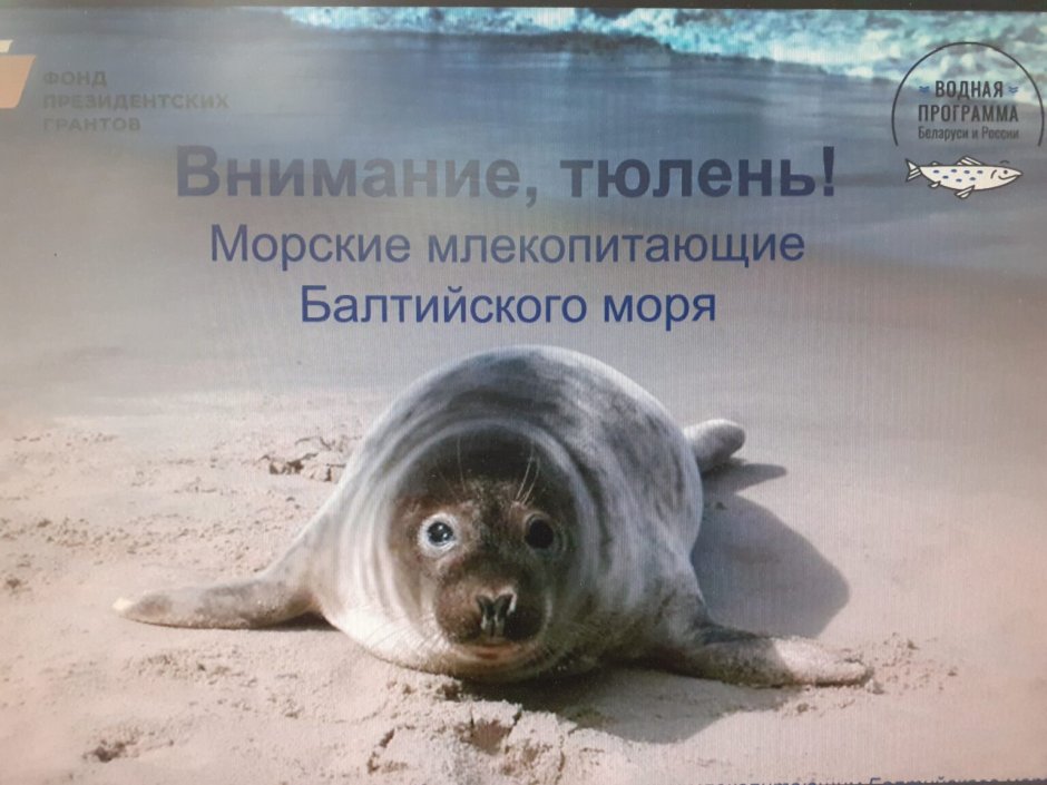 Балтийский серый тюлень