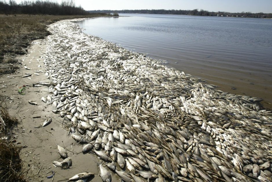 Аральское море гибель рыбы