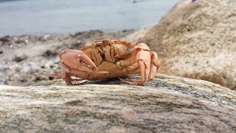 Крабы Балтийского моря