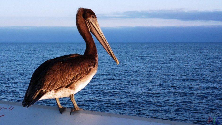 Pelecanus onocrotalus