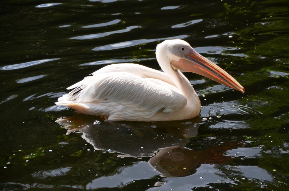 Pelecanus onocrotalus