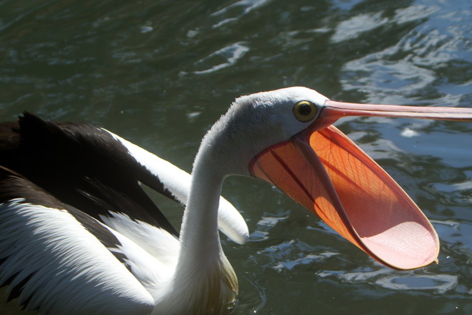 Pelecanus onocrotalus