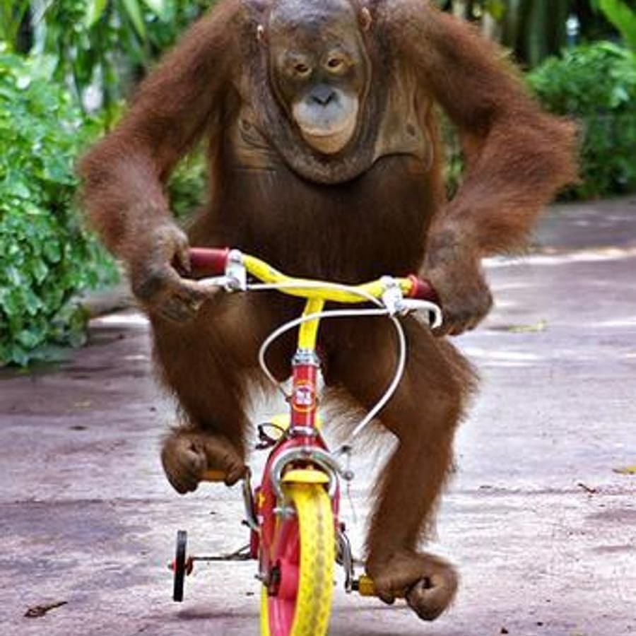 Oreopithecus bambolii