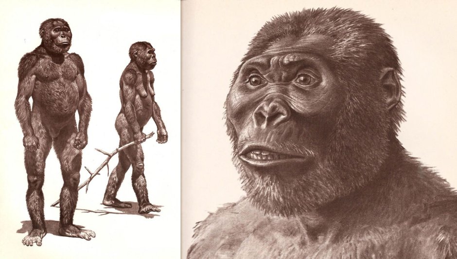 Дриопитеки австралопитеки человекообразные обезьяны