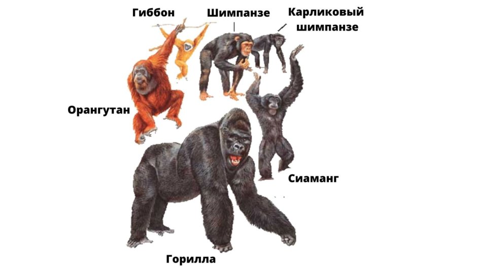 Человекообразные обезьяны представители