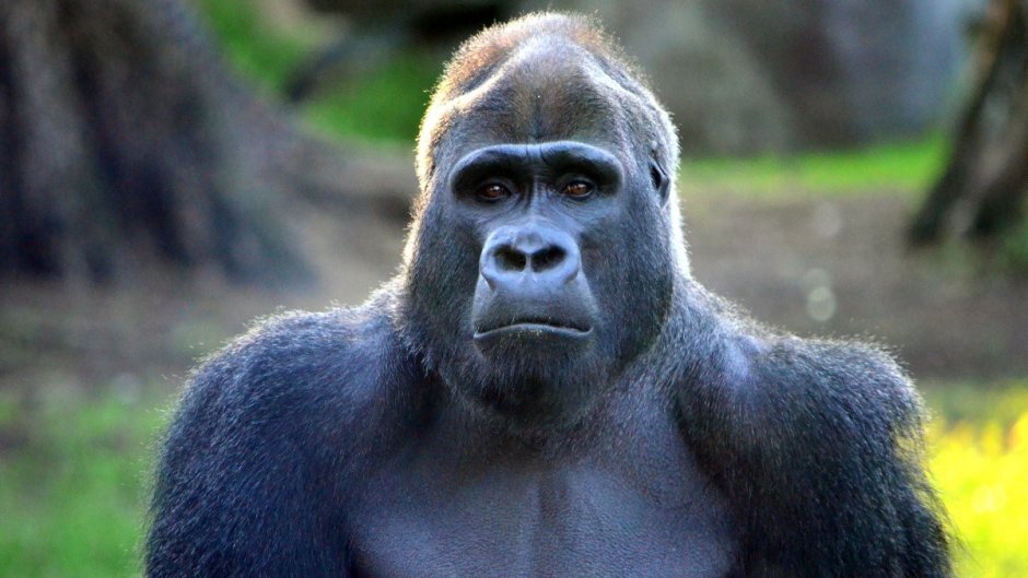 Харамби горилла