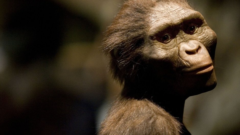 Гоминиды обезьяны