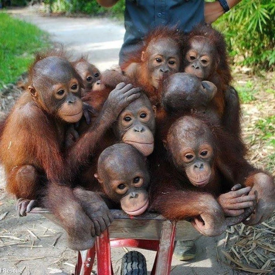 Схему развития эволюции приматов