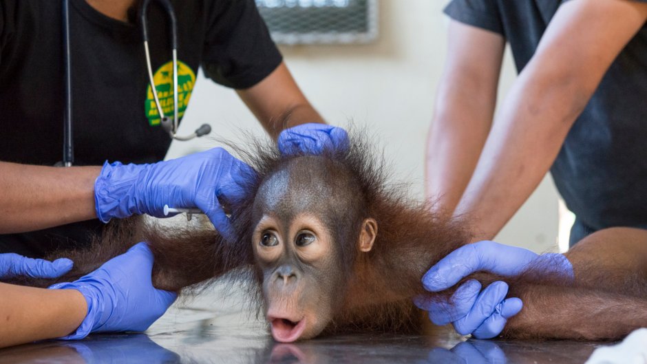 Арди (ардипитек)