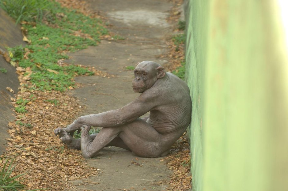 Человекоподобная обезьяна 9 букв