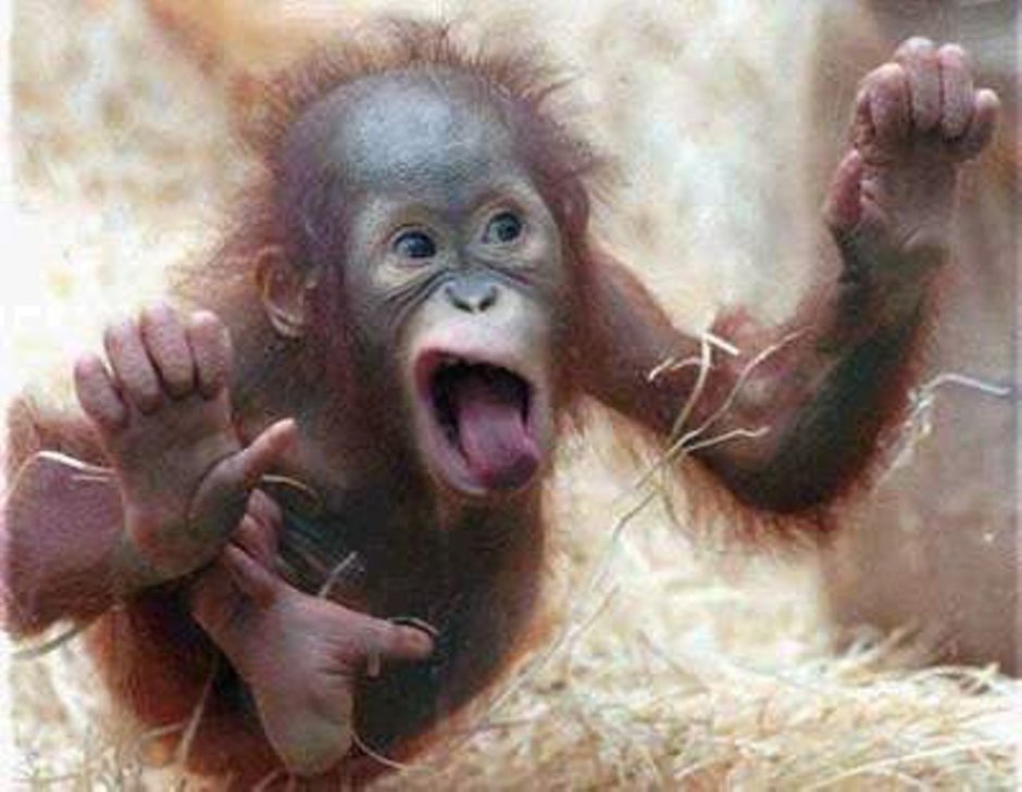 Хомо хабилис хомо Эректус