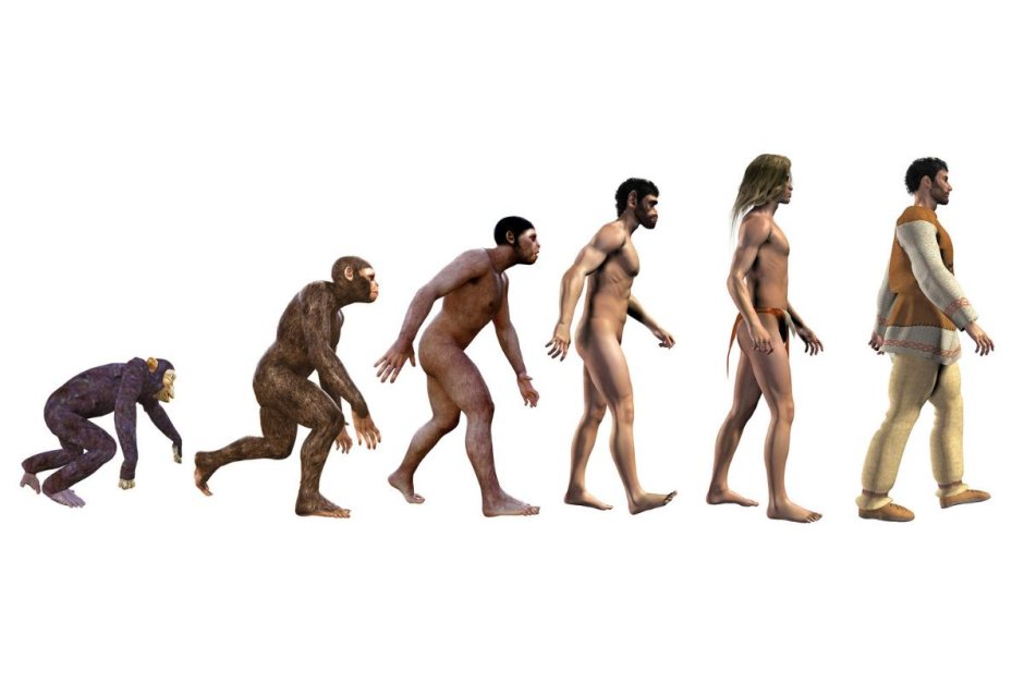 Шимпанзе бонобо спариваются