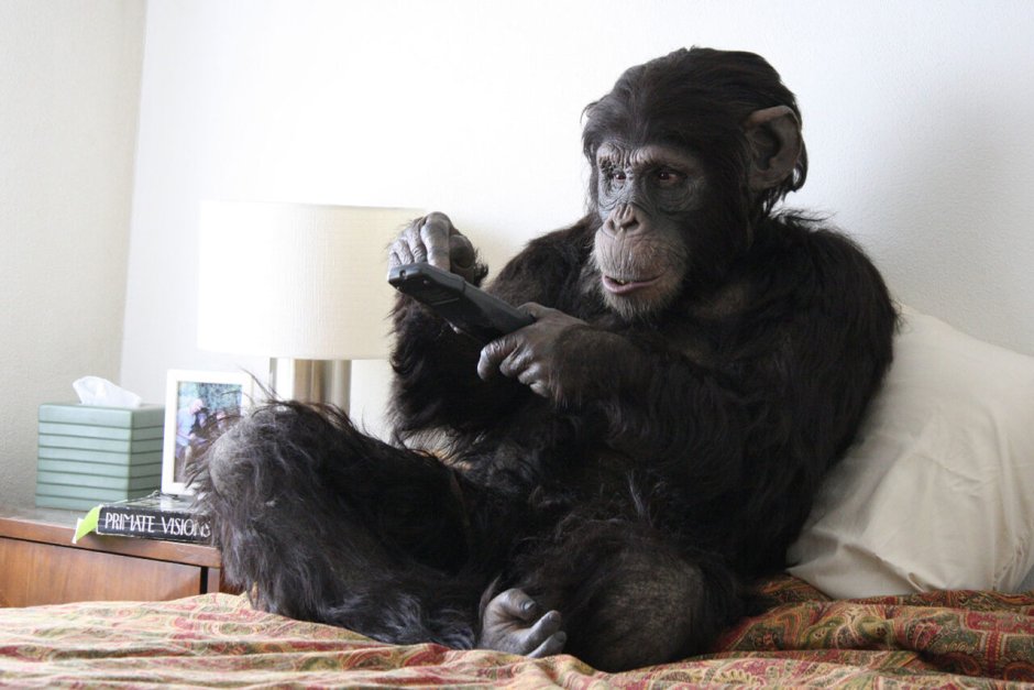 Мартышка селфи