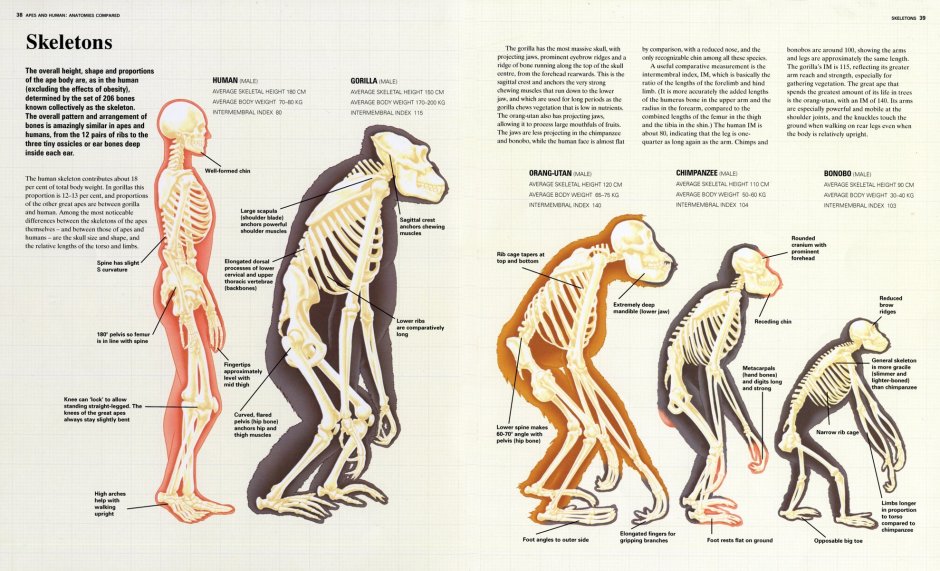 Бонобо детеныш