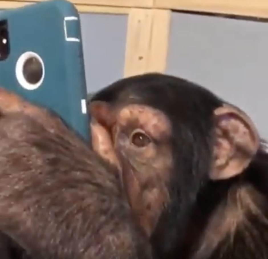 Инстаграмм обезьян Инстаграм