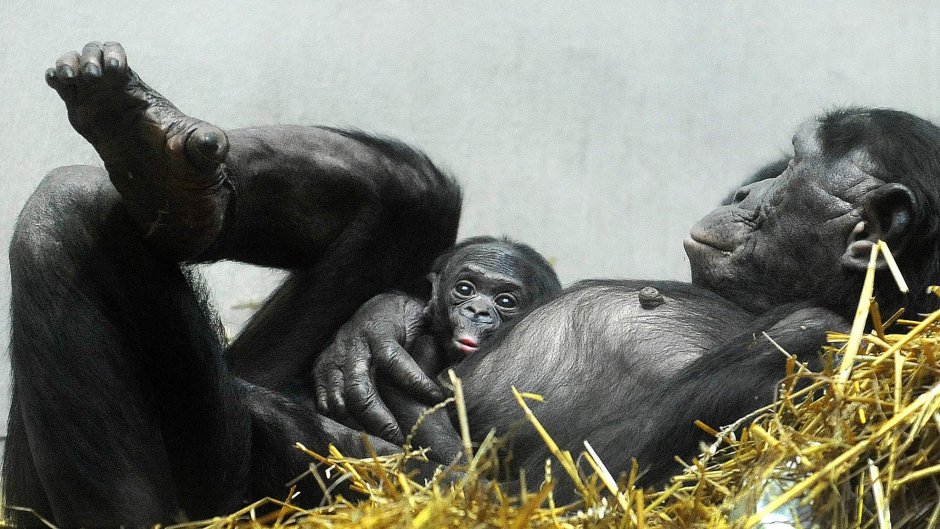 Эволюция человека 3д