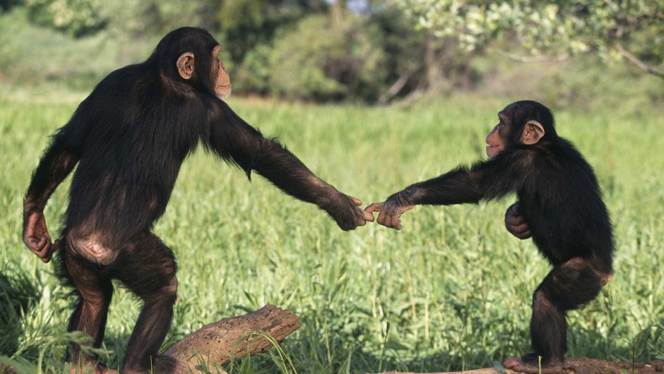 Животное с человеческим лицом