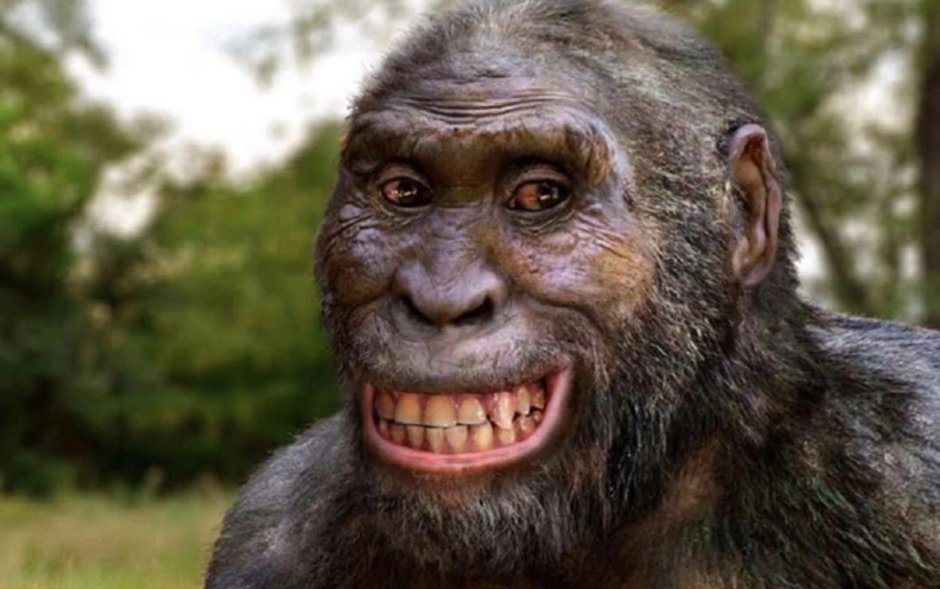 Широконосые и узконосые обезьяны