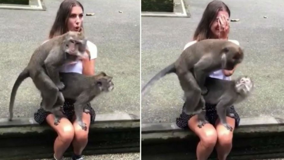 Хомо Эректус хомо сапиенс хабилис