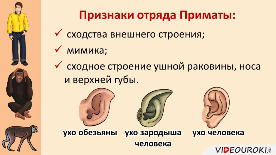 Николай Воркуев обезьяна