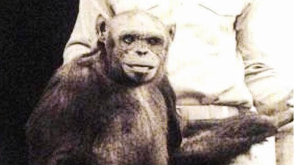 Обезьяны спариваются с девушками