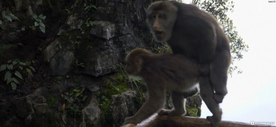 Человек похожий на гориллу