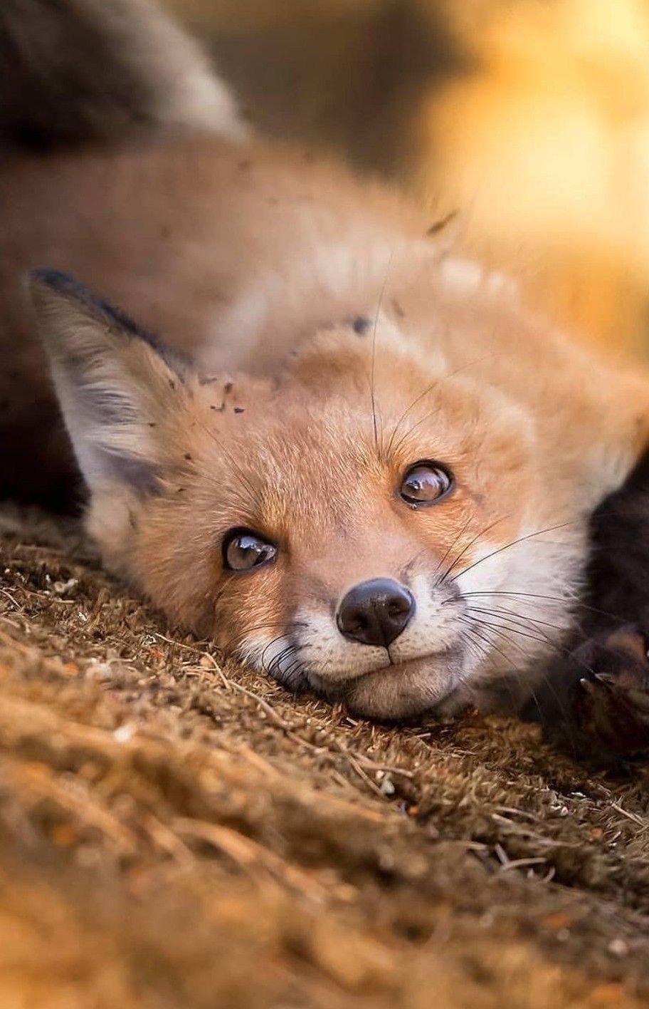 Лисенок на руках