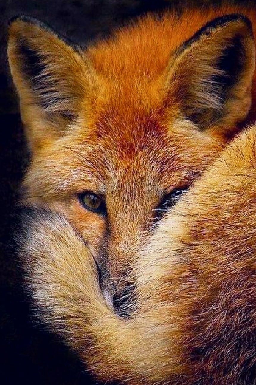 Спокойной ночи Лисонька моя