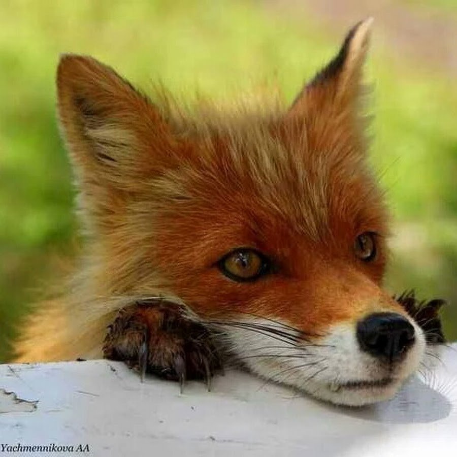 Лисенок грустит