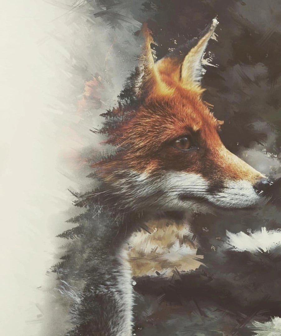 Silverfox5213 лиса