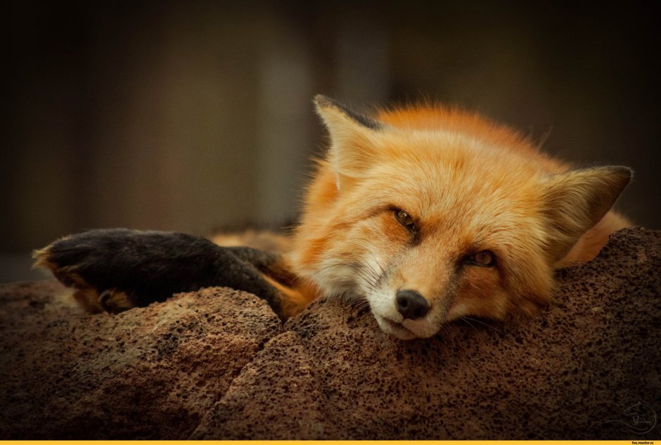 Грустный Лисенок