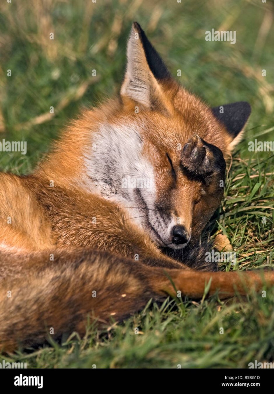 Грустная Лисичка