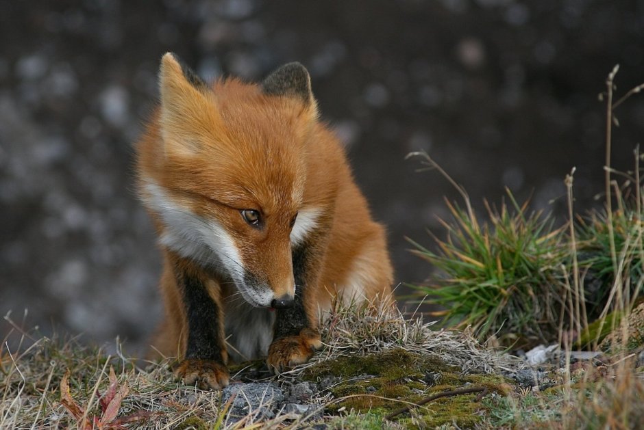Грустная Лисичка