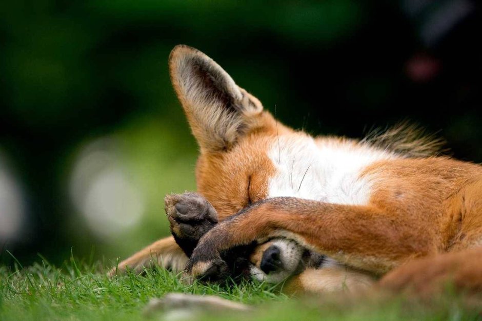 Лиса Весна рисунок