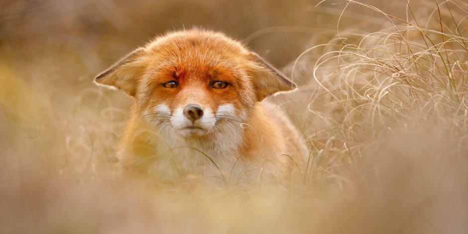 Прикольные рисунки лисы