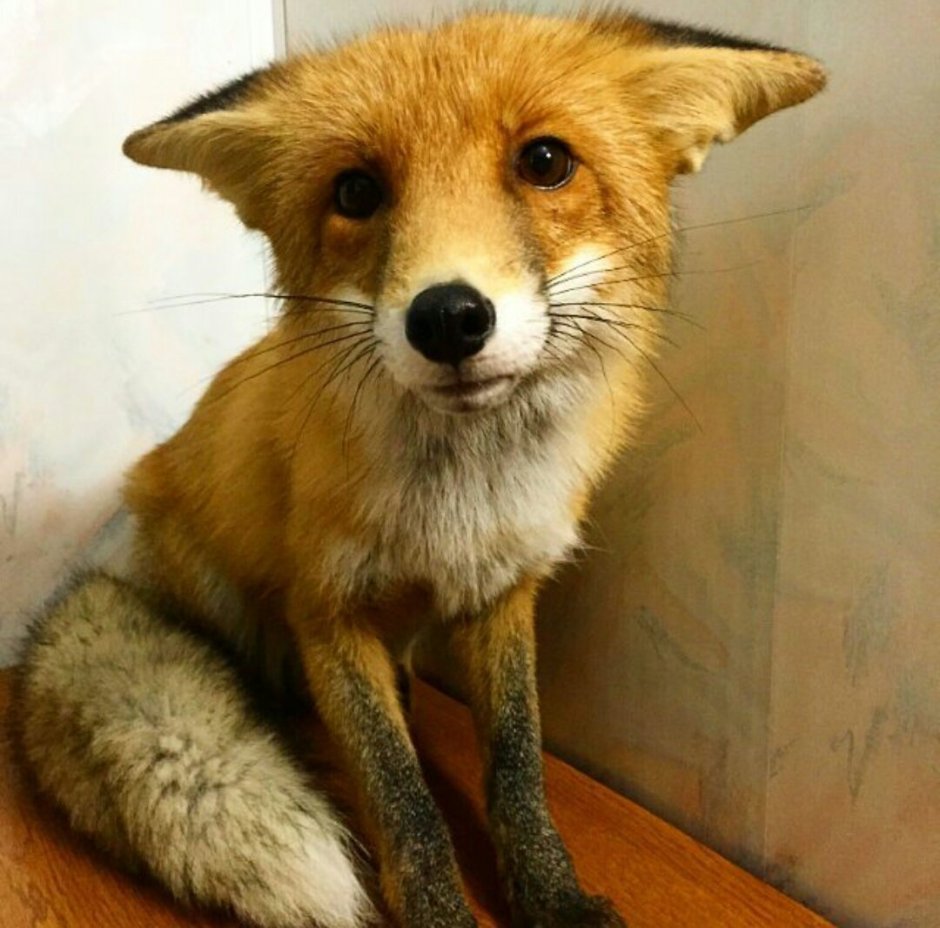 Одинокий Лис