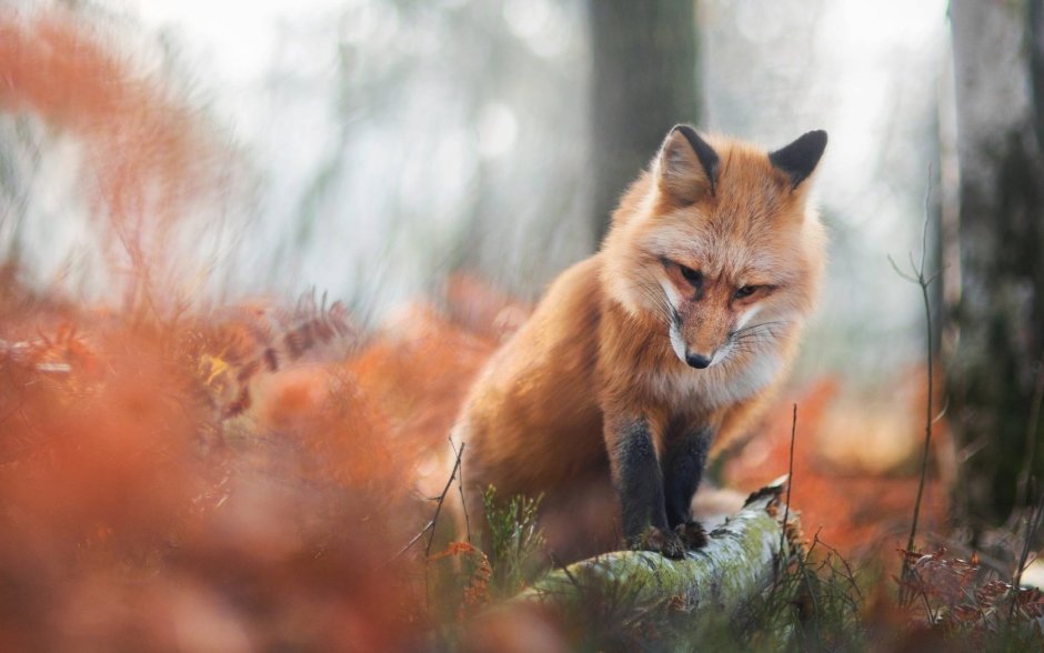 Лиса осенью