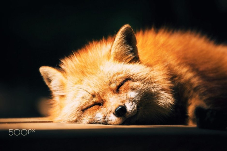 Лиса с бокалом