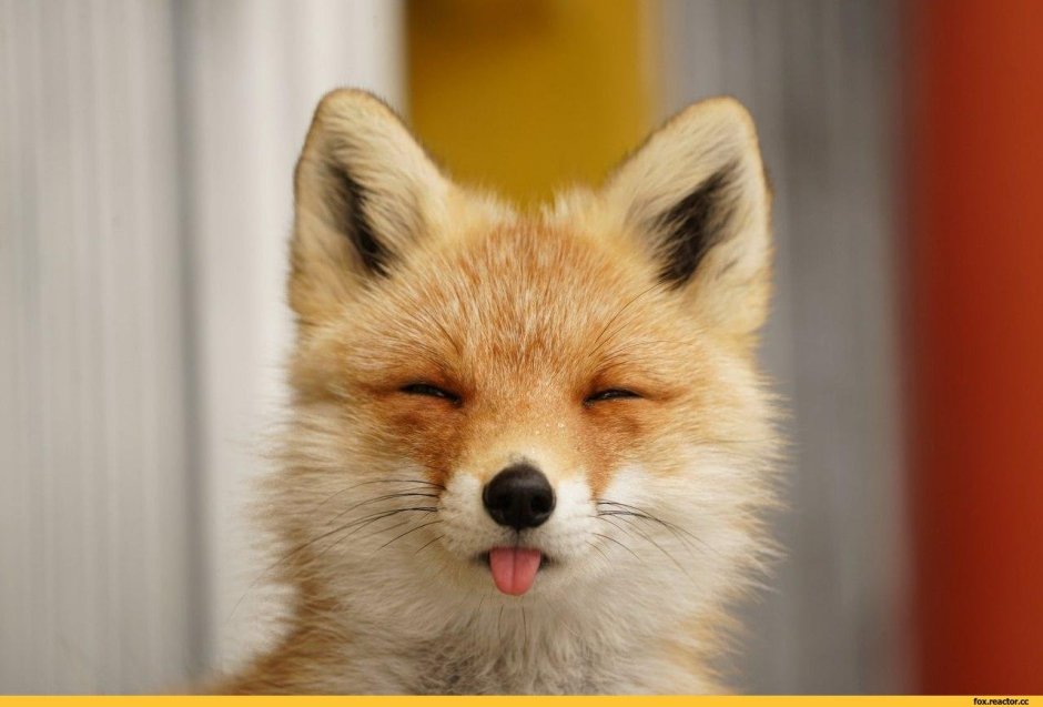 Лиса облизывается