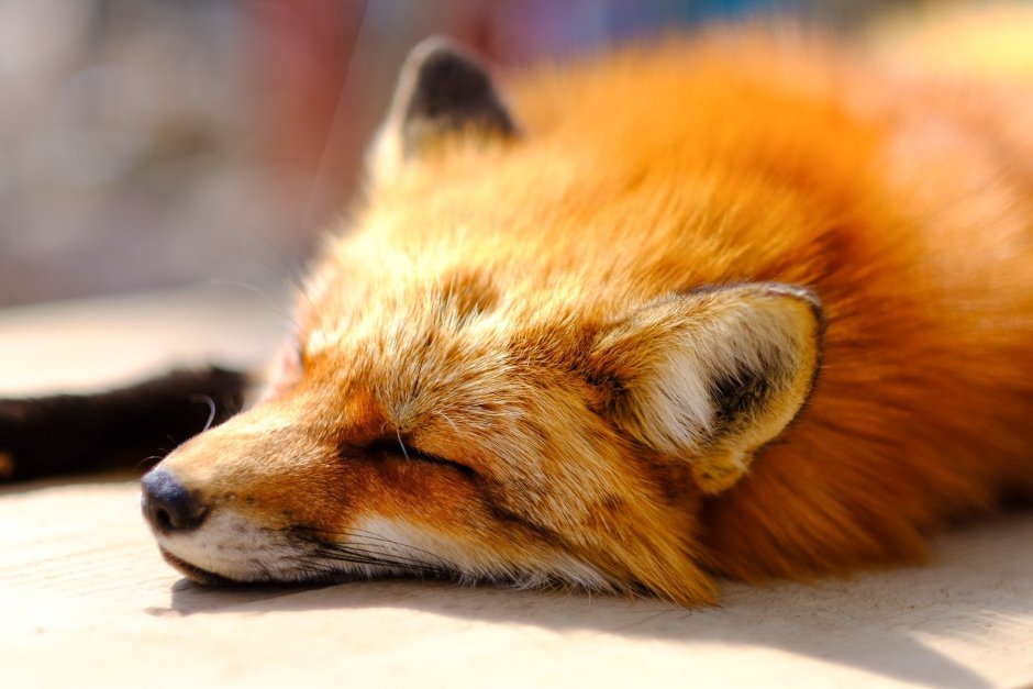 Ресницы лиса