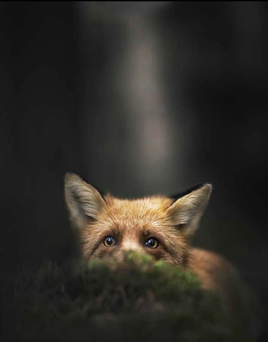 Сонная лиса