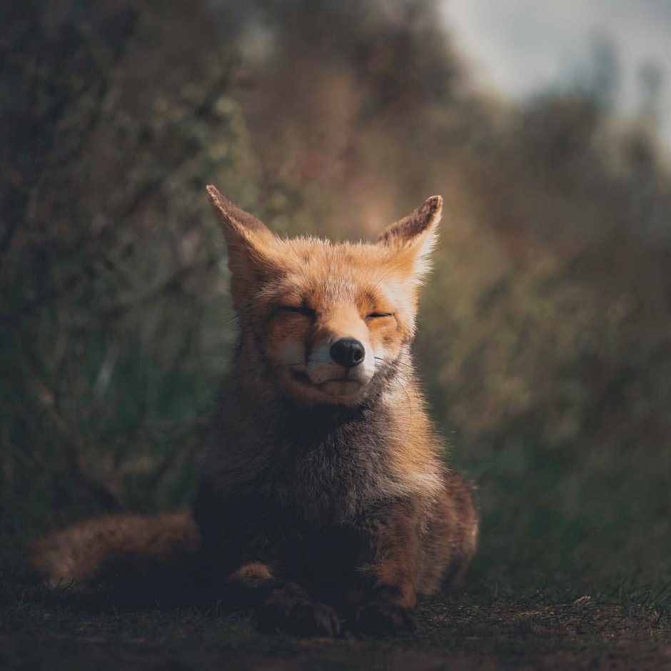 Ник Уайльд грустный